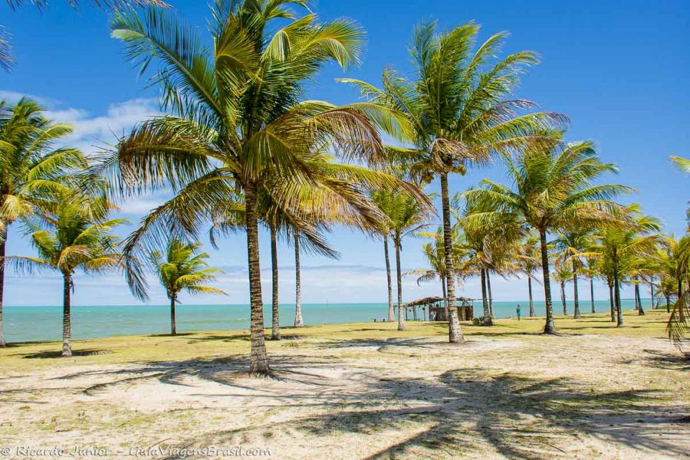Imagem de coqueiros espalhados pelas areias dando charme na Praia de Caraiva.